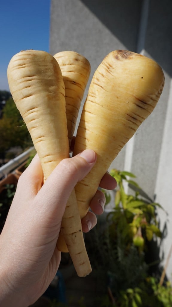 parsnips