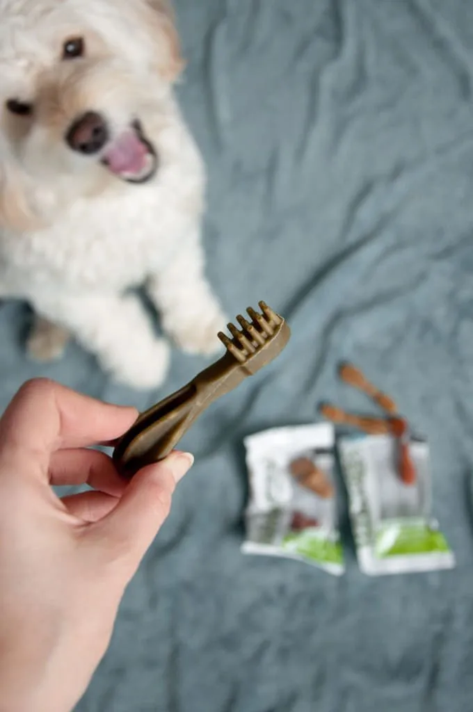 dog looking happy about whimzees natural dog treats