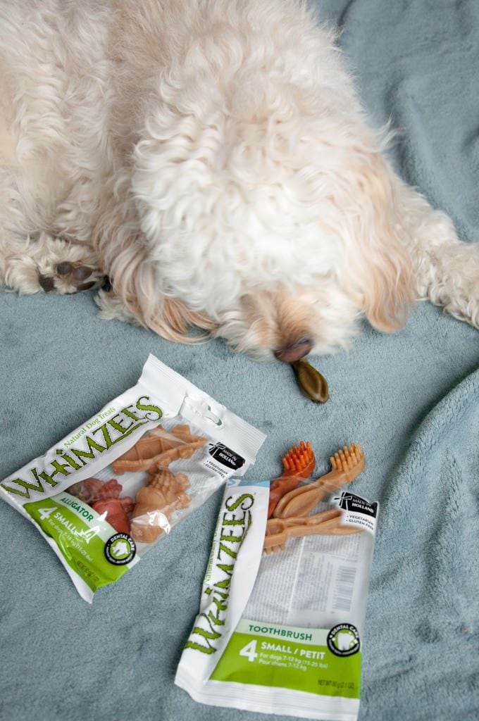 dog eating whimzees natural dog treats