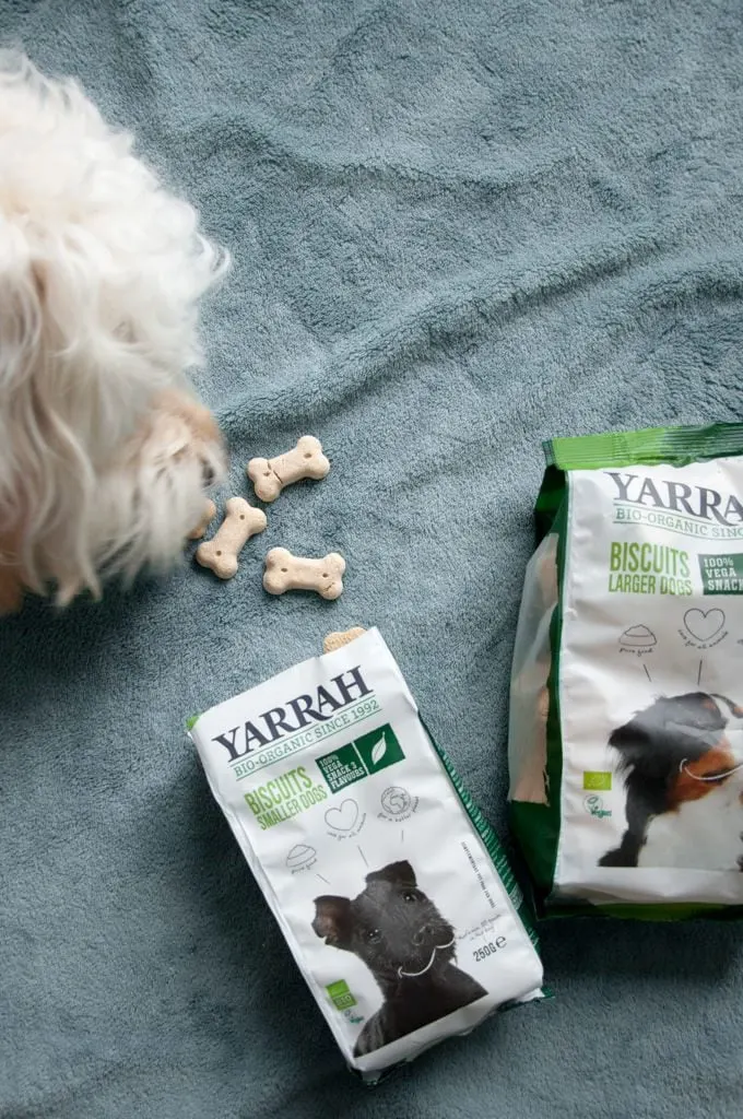 dog eating yarrah organic biscuits