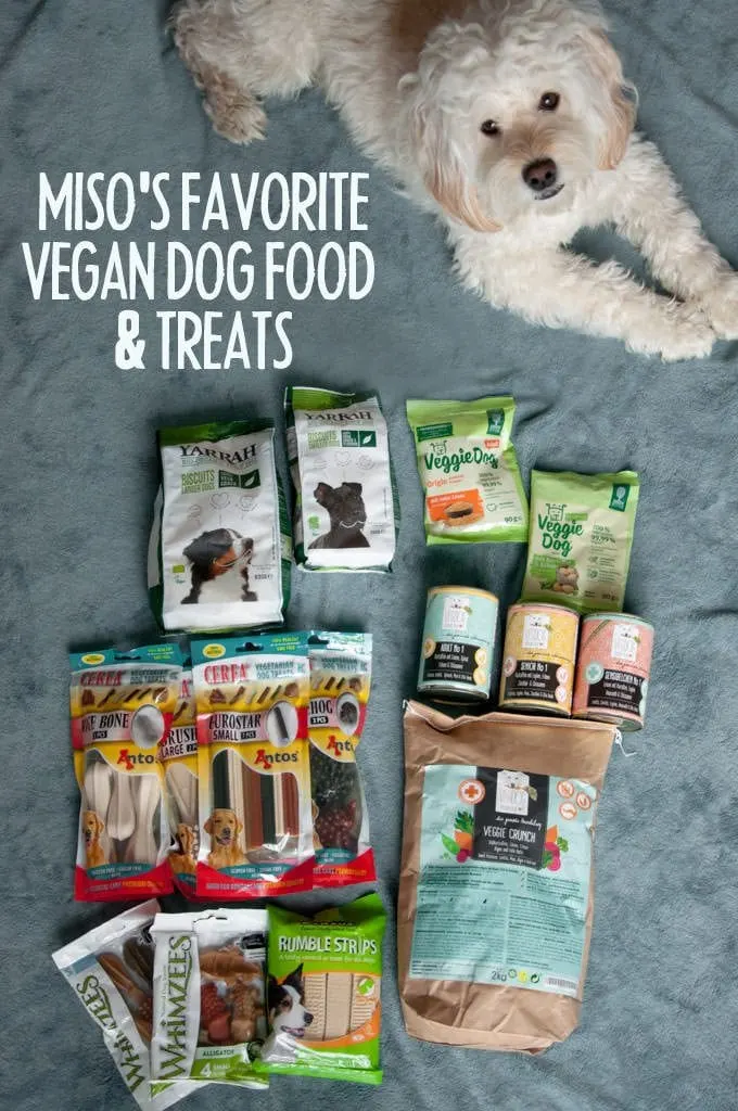 White Dog with vegan dog food and treats