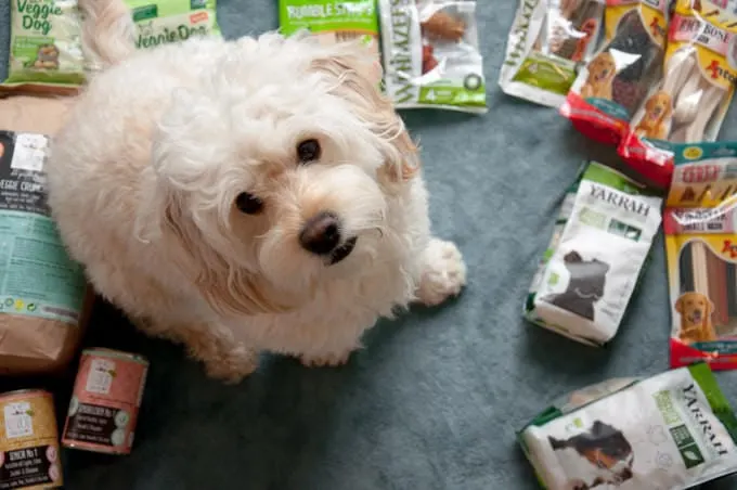 White Dog with vegan dog food and treats