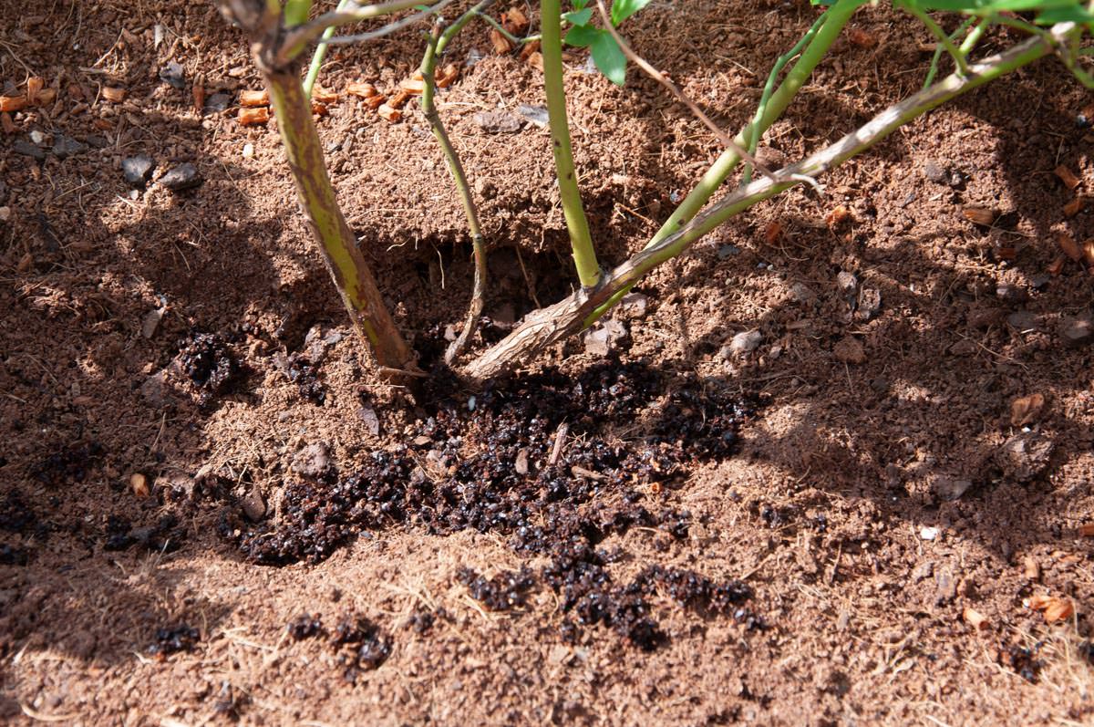 coffee ground as fertilizer