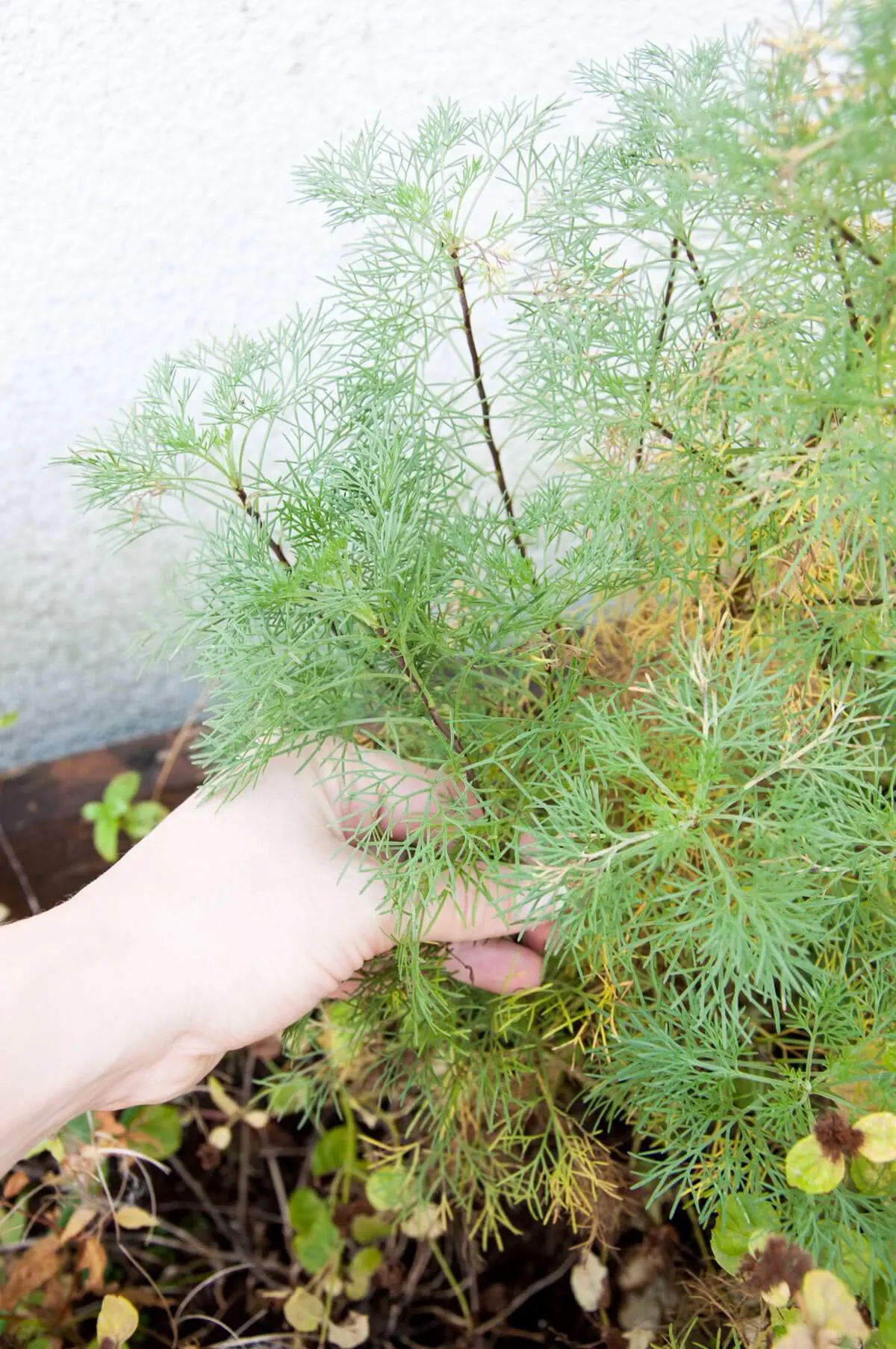 southern wormwood